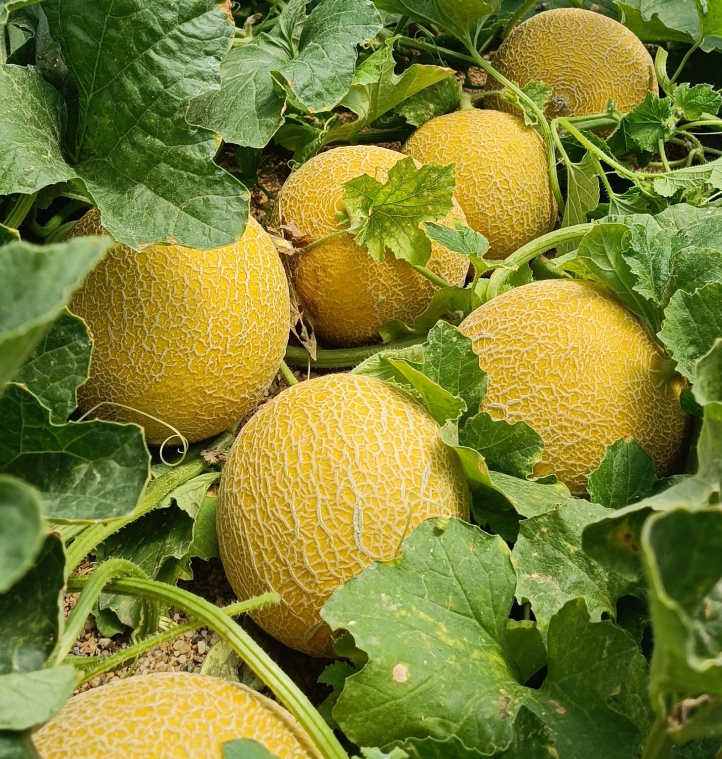 Variedades de melón de Rijk Zwaan